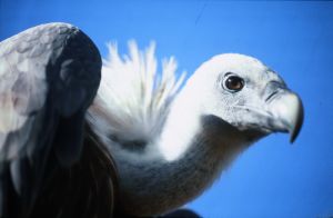 Bjeloglavi Sup (Gyps Fulvus)